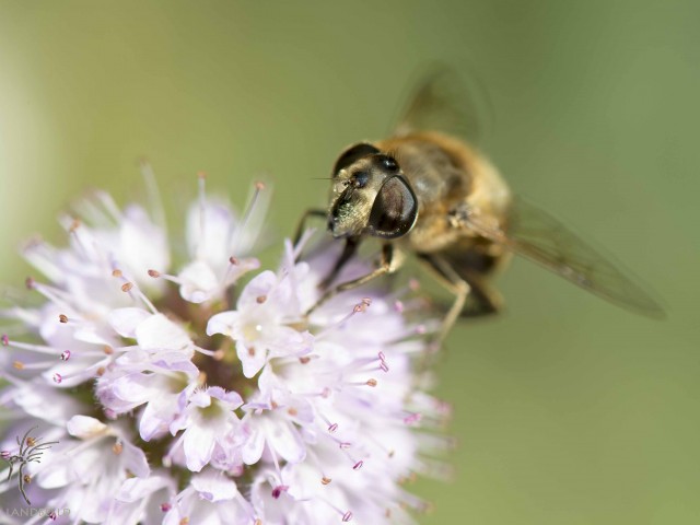 Fleurig najaar prettig voor insecten